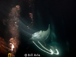 Must have been tracking the manta, when someone fired the... by Bill Arle 